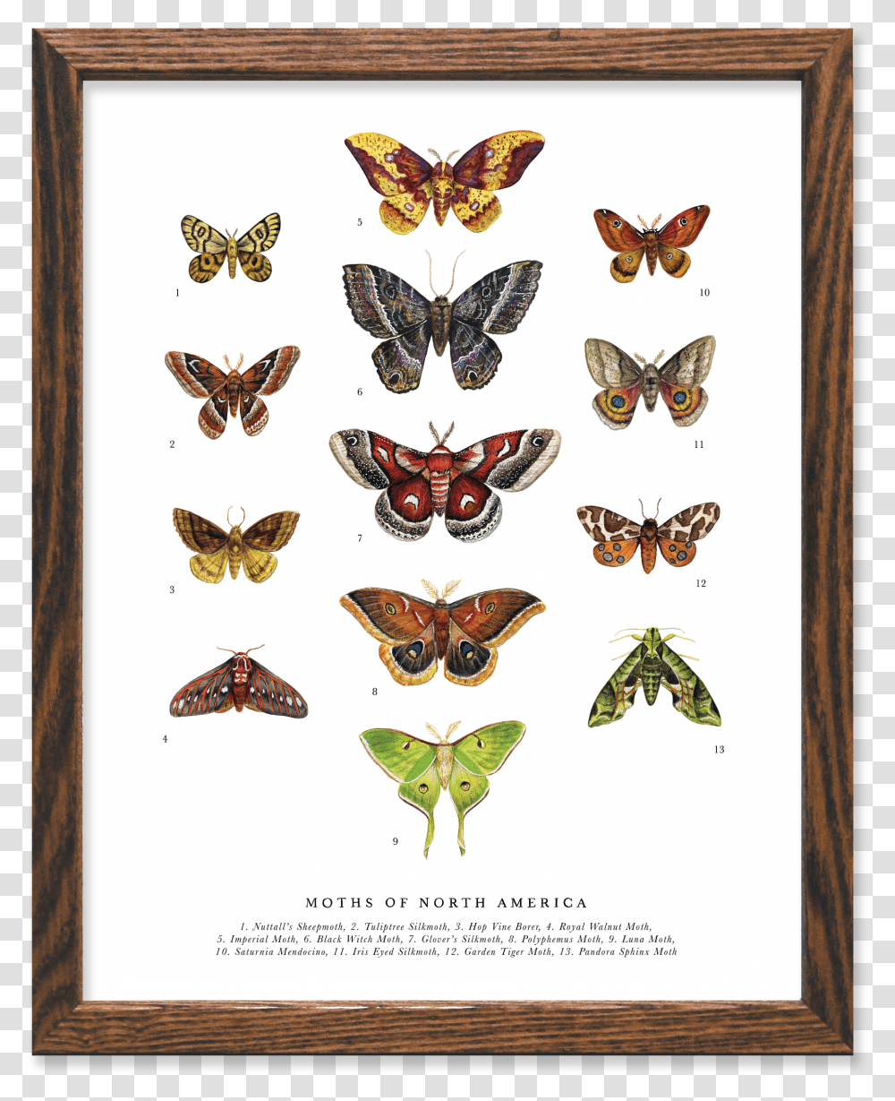 Picture Frame, Butterfly, Insect, Invertebrate, Animal Transparent Png