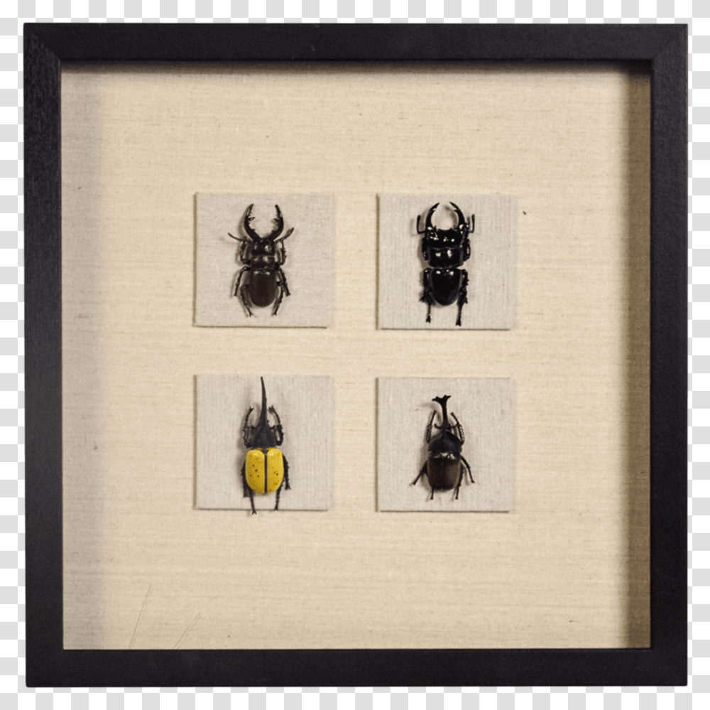 Picture Frame, Canvas, Insect, Animal Transparent Png