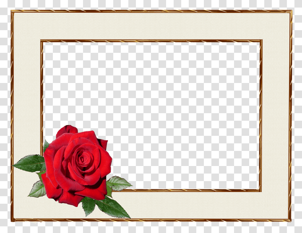 Picture Frame Empty Margin Free Picture, Plant, Rose, Flower, Blossom Transparent Png