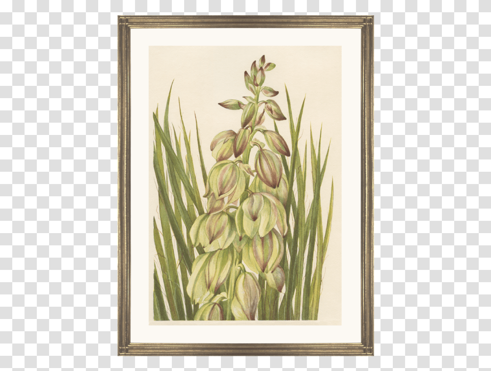 Picture Frame, Grass, Plant, Painting Transparent Png
