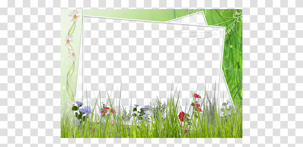 Picture Frame, Grass, Plant, Flower, Blossom Transparent Png