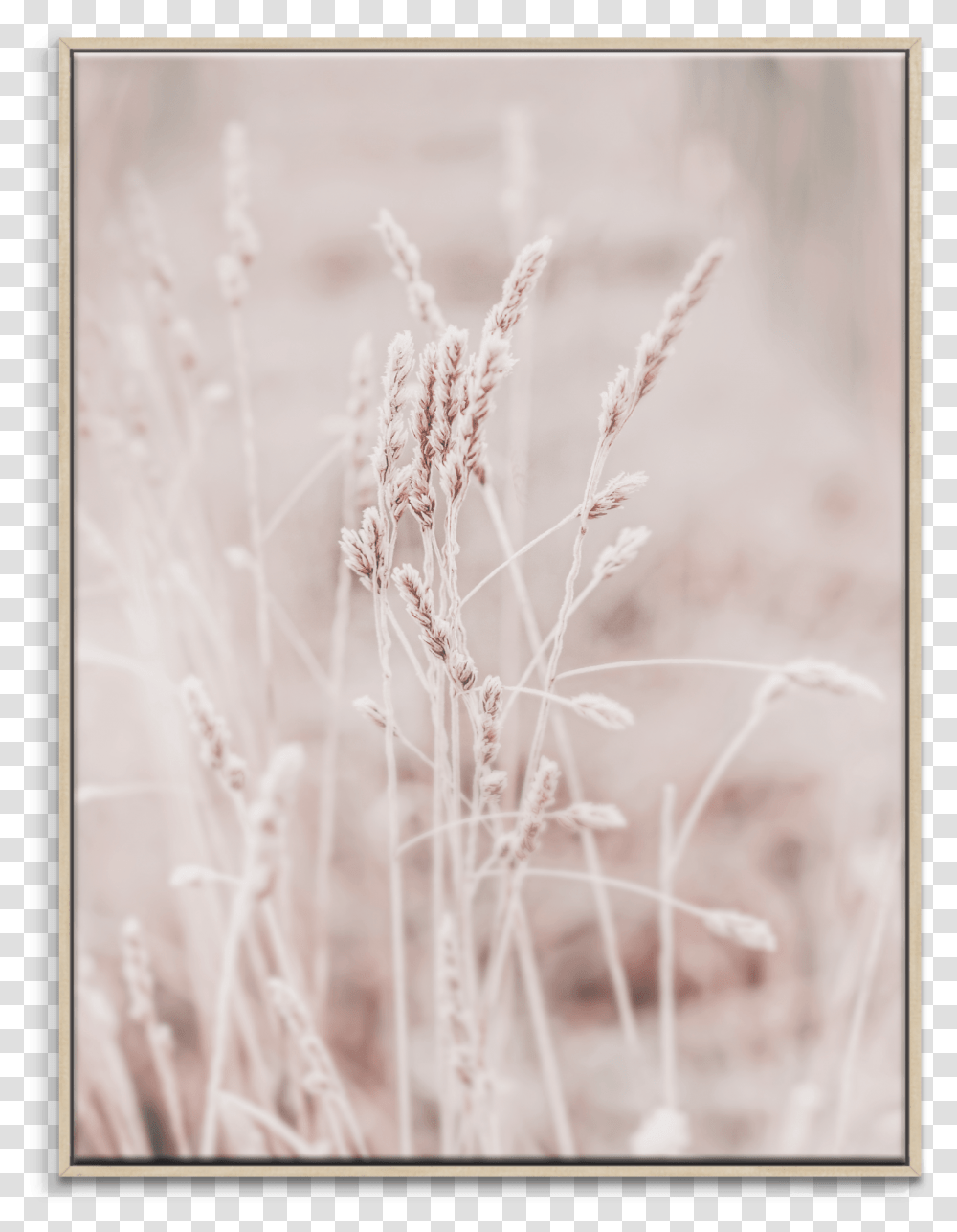 Picture Frame, Grass, Plant, Nature, Ice Transparent Png