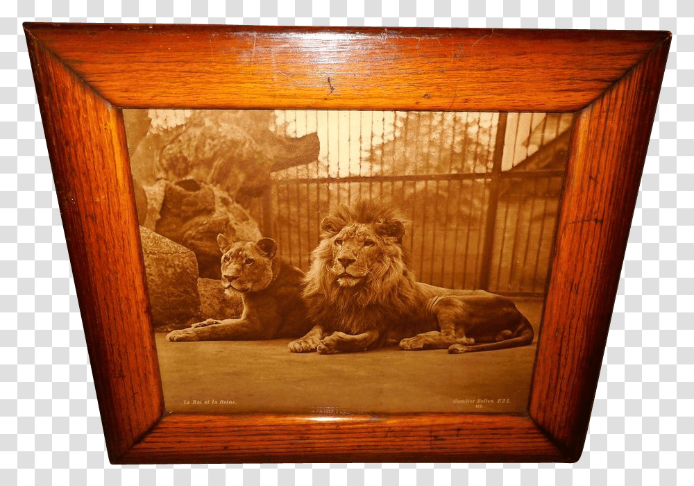 Picture Frame, Lion, Wildlife, Mammal, Animal Transparent Png
