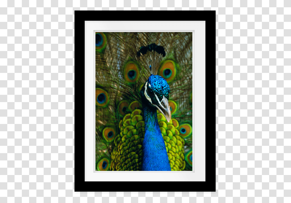 Picture Frame, Peacock, Bird, Animal Transparent Png