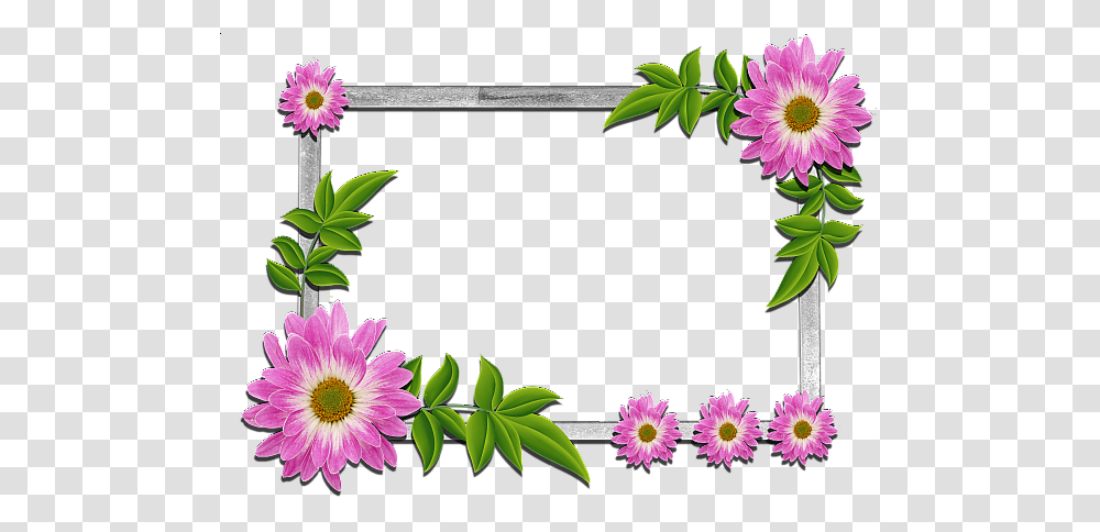 Picture Frame, Plant, Daisy, Flower, Aster Transparent Png