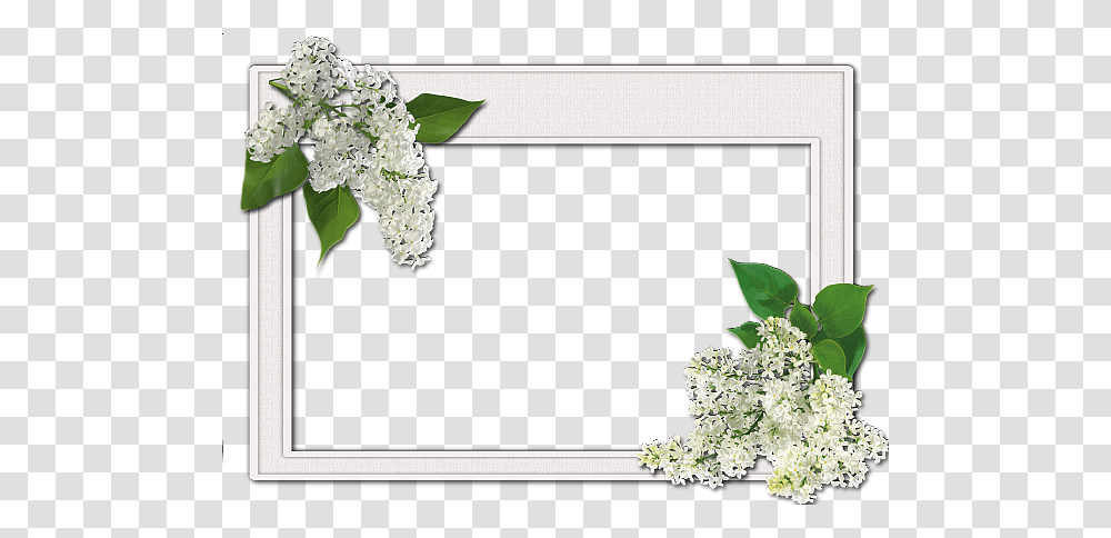 Picture Frame, Plant, Flower, Apiaceae, Flower Arrangement Transparent Png
