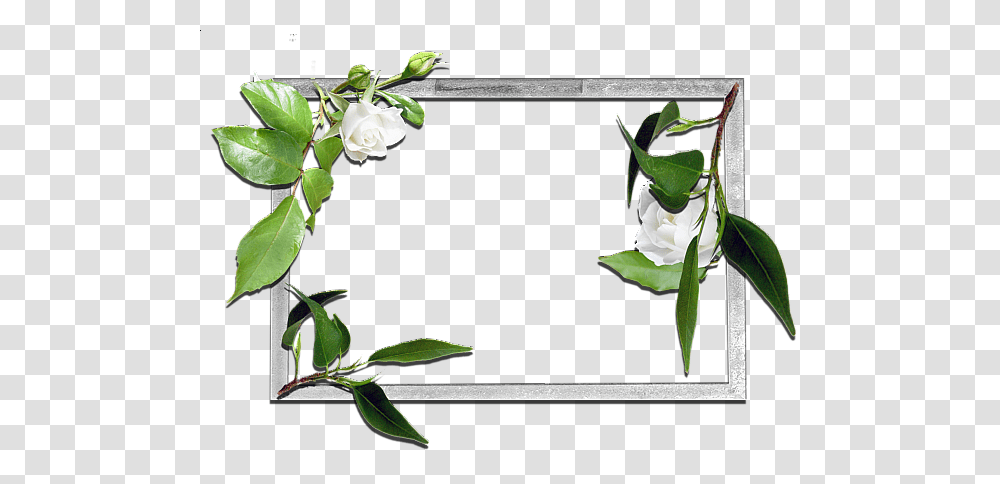 Picture Frame, Plant, Flower, Blossom, Acanthaceae Transparent Png