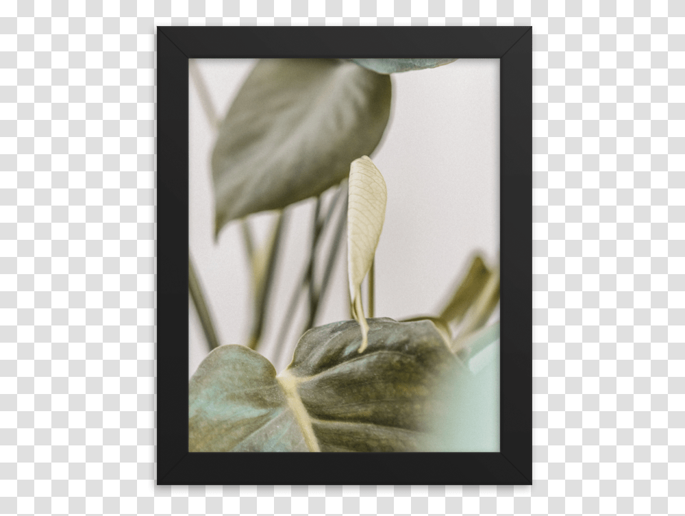Picture Frame, Plant, Flower, Blossom, Anthurium Transparent Png