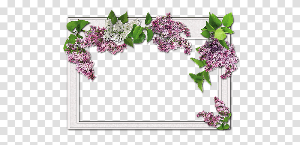 Picture Frame, Plant, Flower, Blossom, Lilac Transparent Png