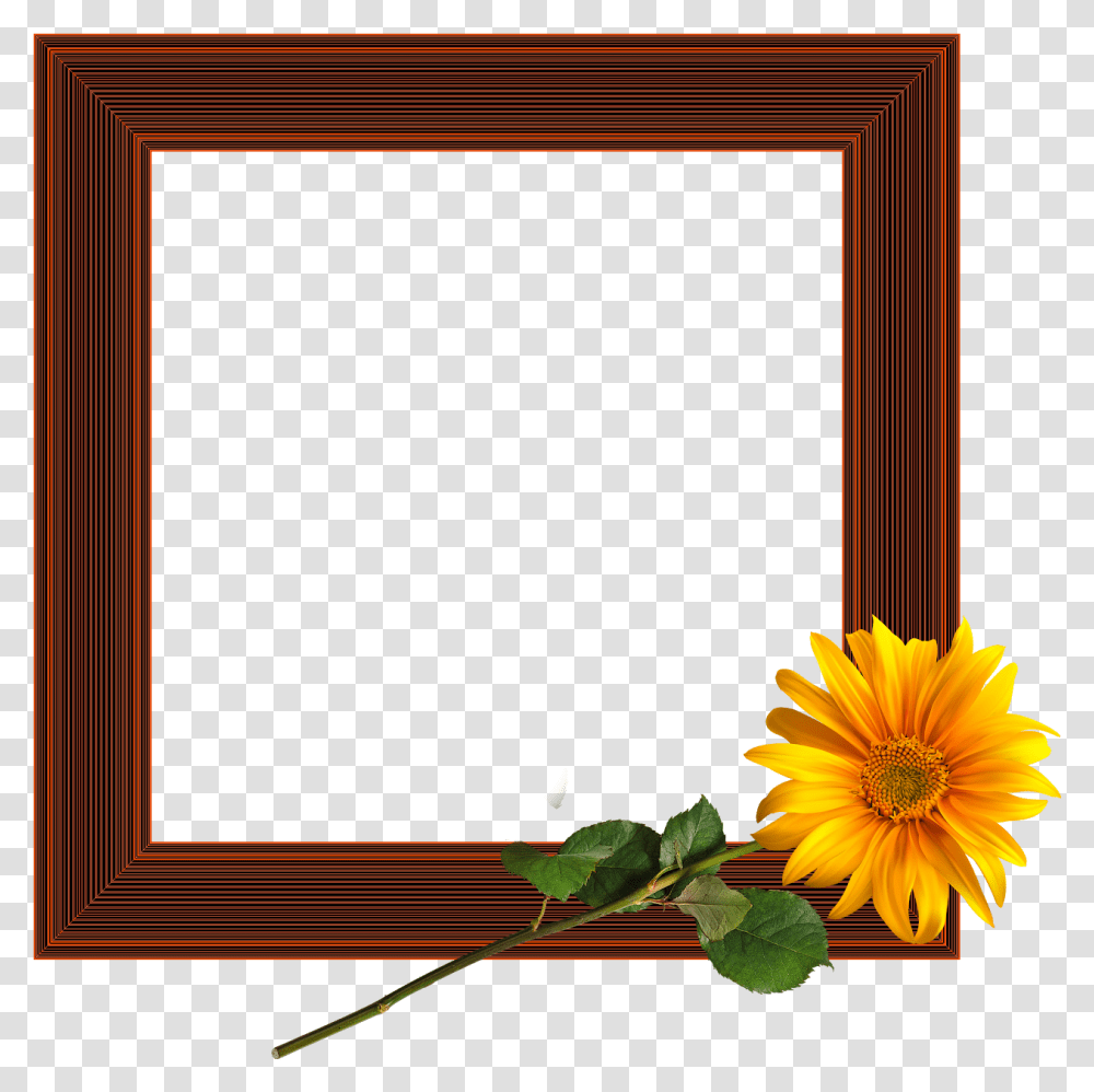 Picture Frame, Plant, Flower, Blossom, Sunflower Transparent Png