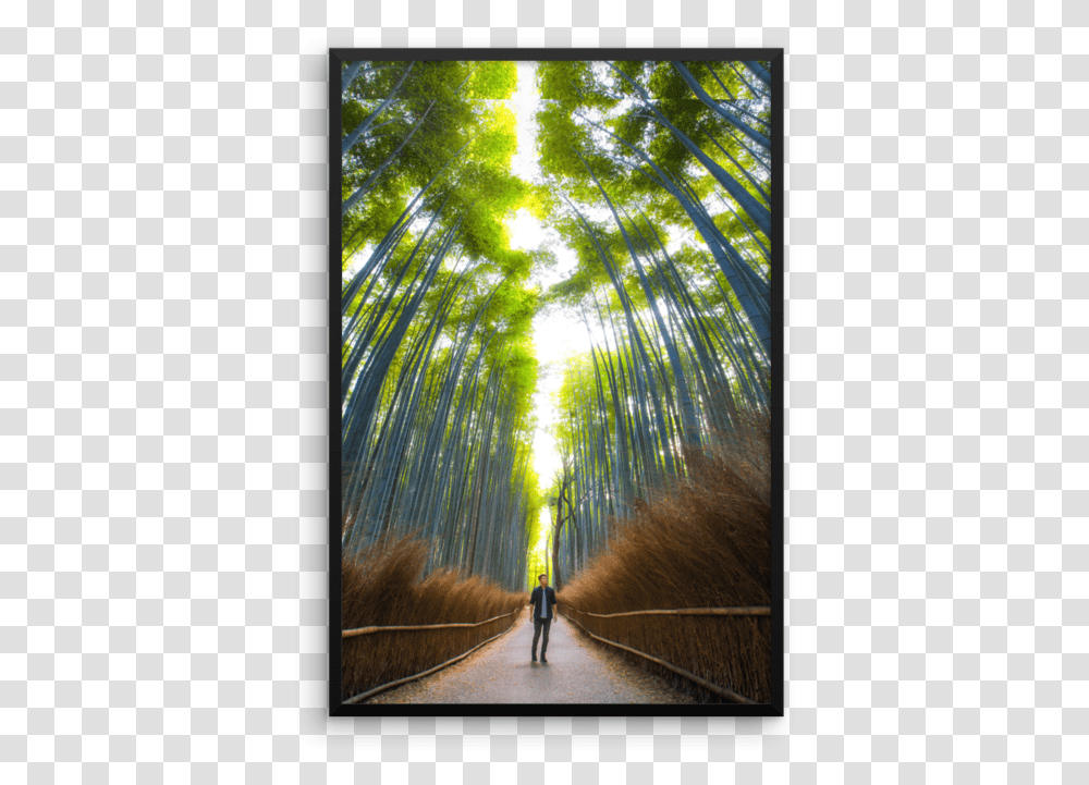 Picture Frame, Plant, Person, Human, Bamboo Transparent Png