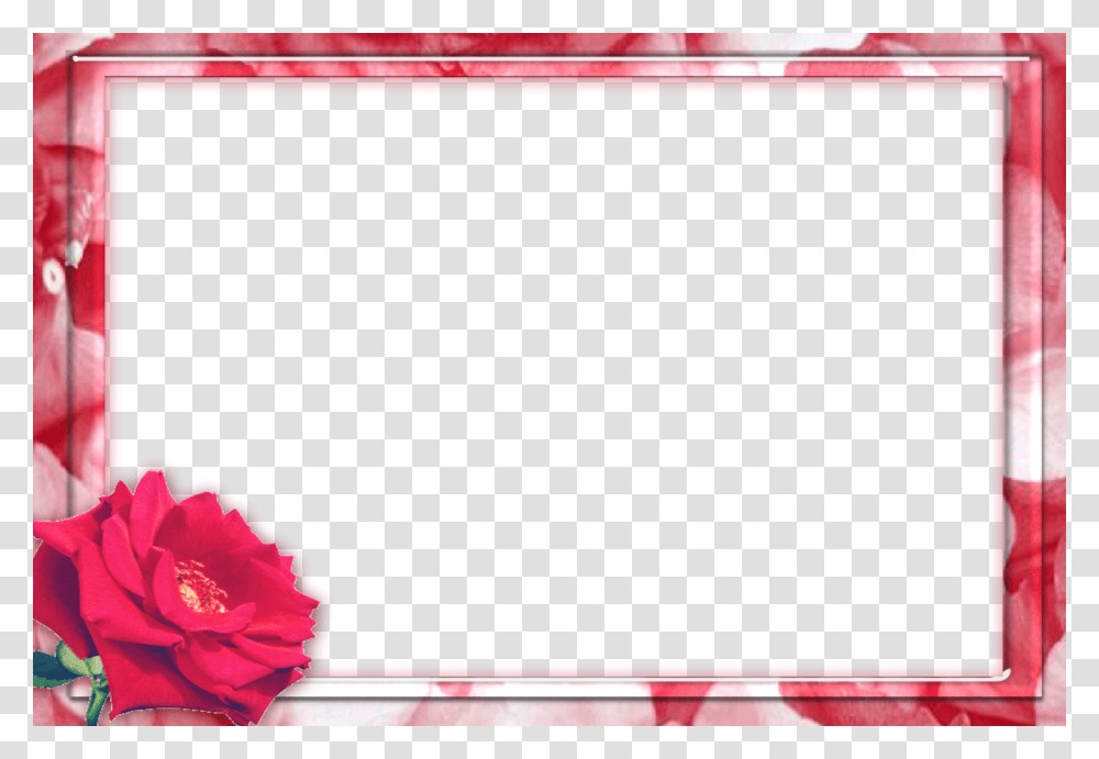 Picture Frame, Rose, Flower, Plant, Blossom Transparent Png