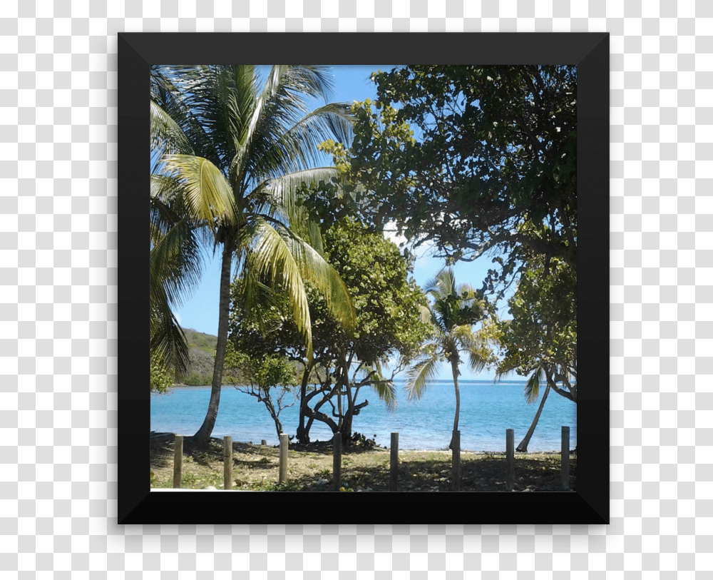Picture Frame, Summer, Outdoors, Tropical, Nature Transparent Png