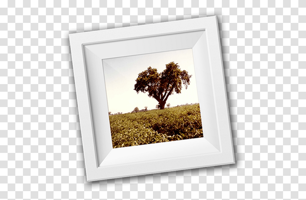 Picture Frame, Tree, Plant, Oak, Sycamore Transparent Png