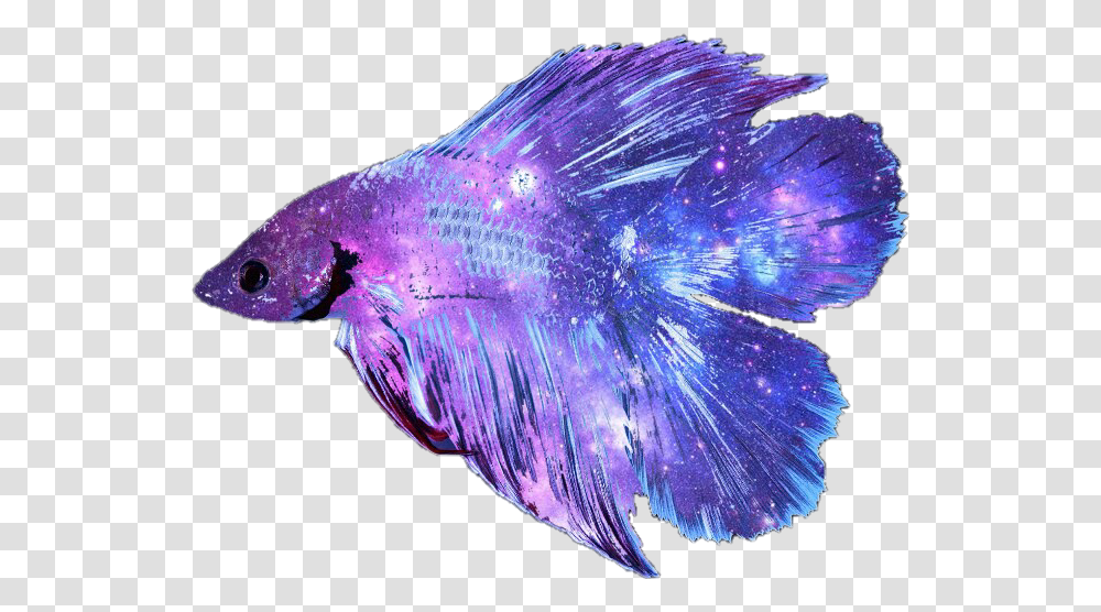 Picture Freeuse Stock Betta Fish Clipart Betta Fish Background, Animal, Crystal, Purple, Mineral Transparent Png
