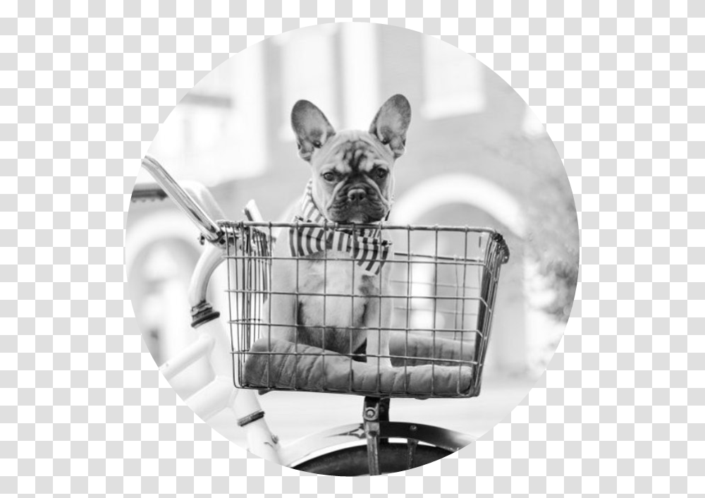 Picture French Bulldog, Canine, Mammal, Animal, Pet Transparent Png