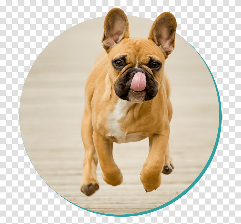 Picture French Bulldog Moving, Pet, Canine, Animal, Mammal Transparent Png