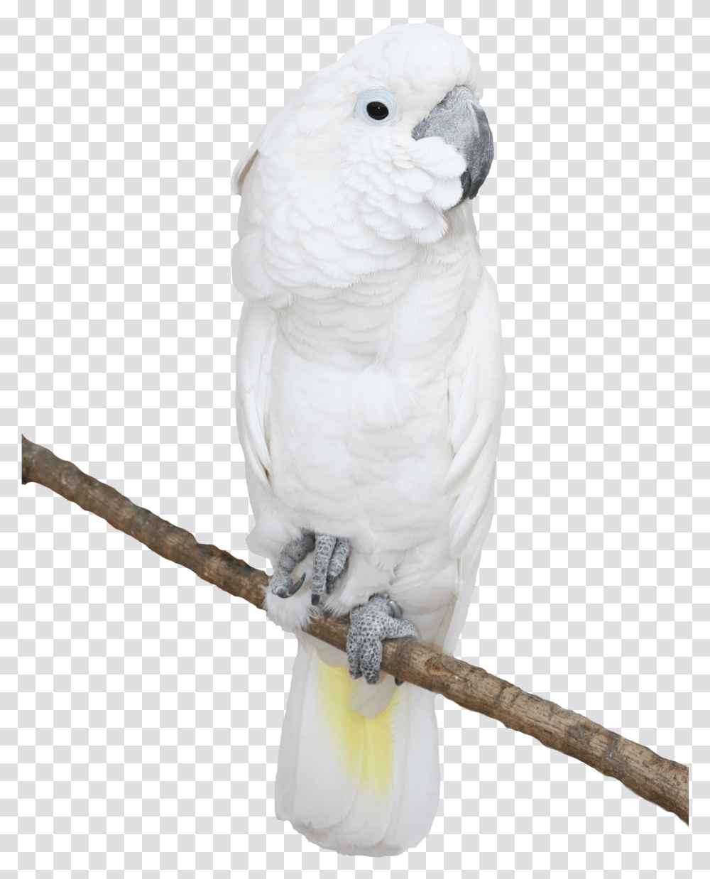 Picture Gallery Cockatoo Clipart, Parrot, Bird, Animal, Snowman Transparent Png