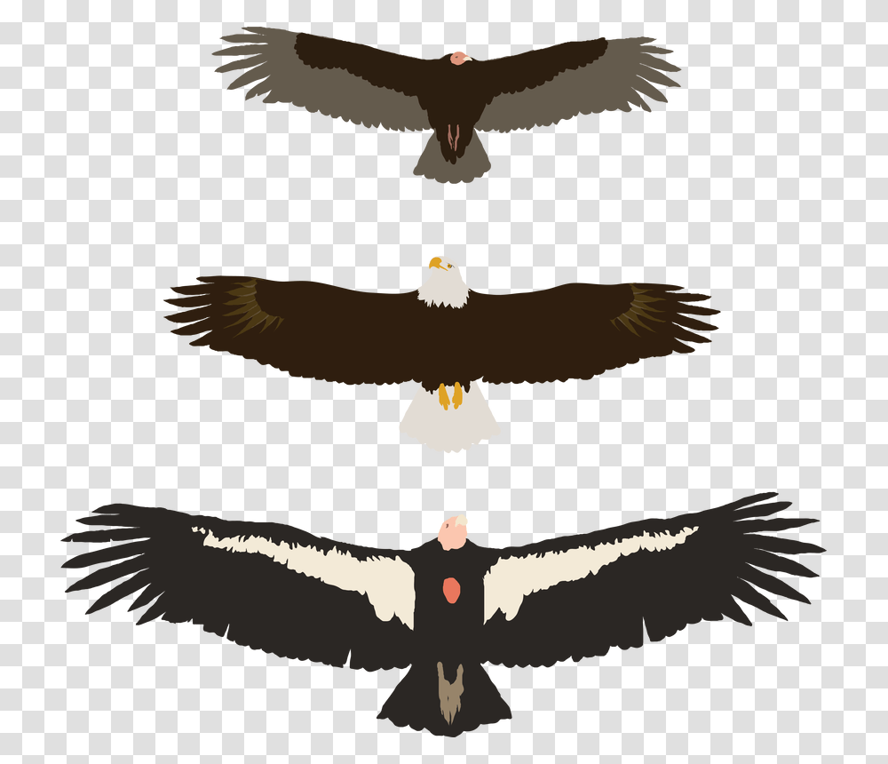 Picture Golden Eagle, Vulture, Bird, Animal, Condor Transparent Png