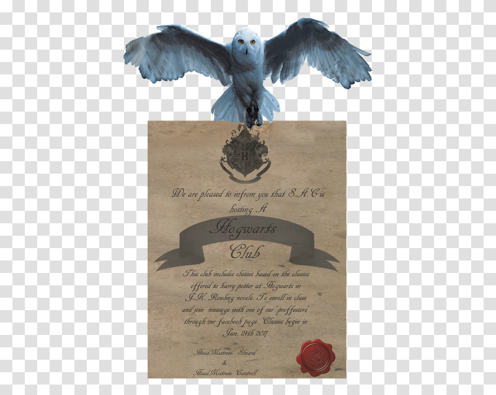Picture Harry Potter Acceptance Letter, Bird, Animal, Dove, Pigeon Transparent Png