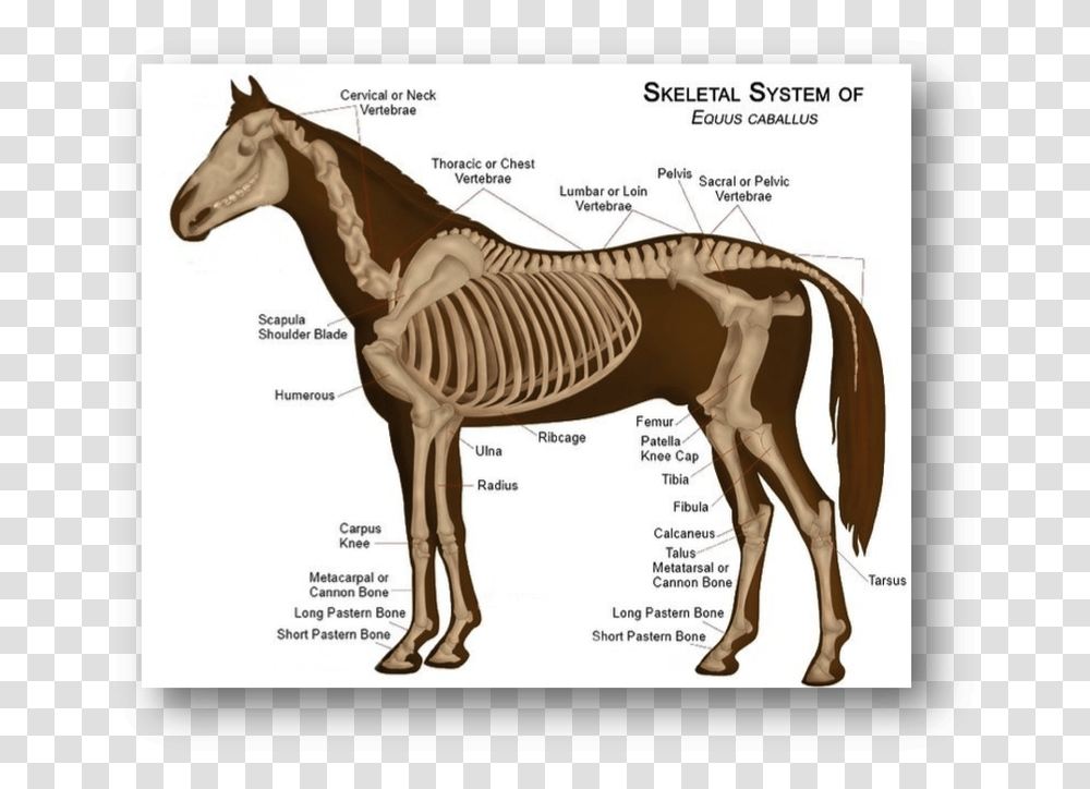 Picture Horse Skeleton Anatomy, Mammal, Animal, Diagram, Soil Transparent Png