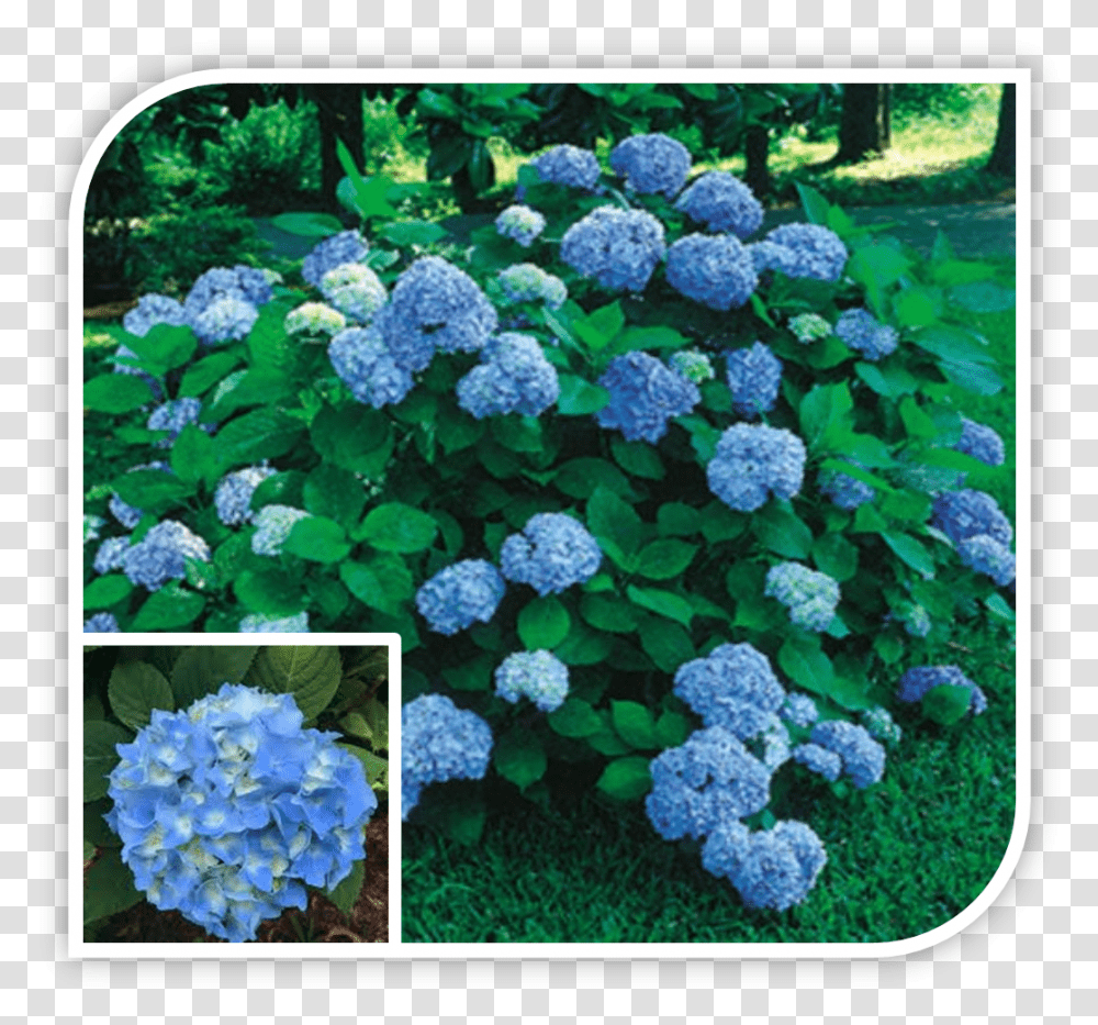 Picture Hydrangea Nikko Blue 3c Gallon, Plant, Vegetation, Bush, Flower Transparent Png