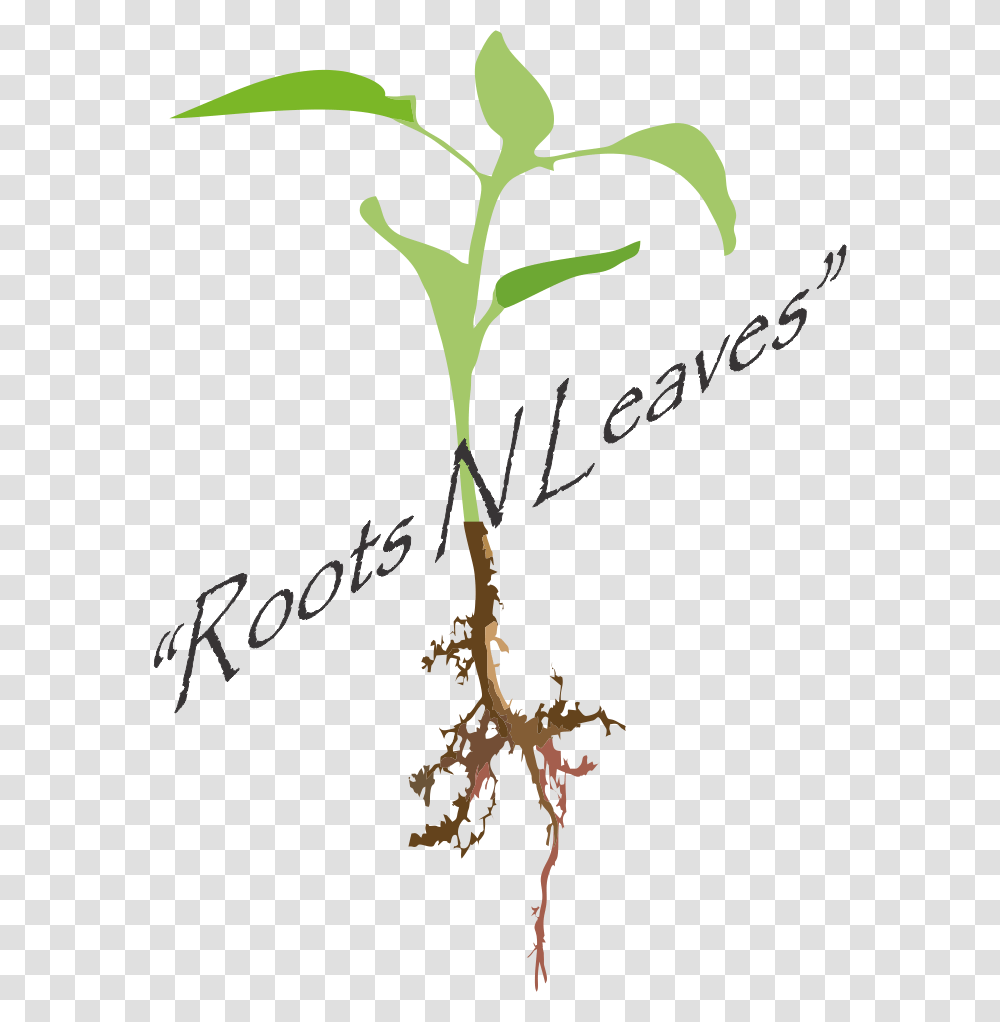 Picture Illustration, Plant, Handwriting, Calligraphy Transparent Png