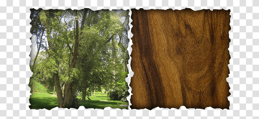 Picture Imbuia Tree, Wood, Plant, Outdoors, Grass Transparent Png