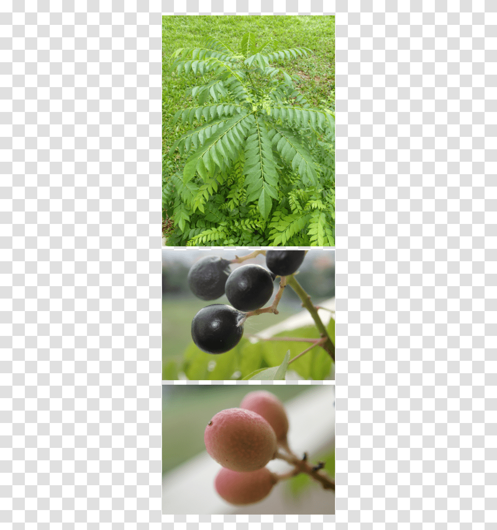 Picture Jabuticaba, Plant, Fruit, Food, Blueberry Transparent Png
