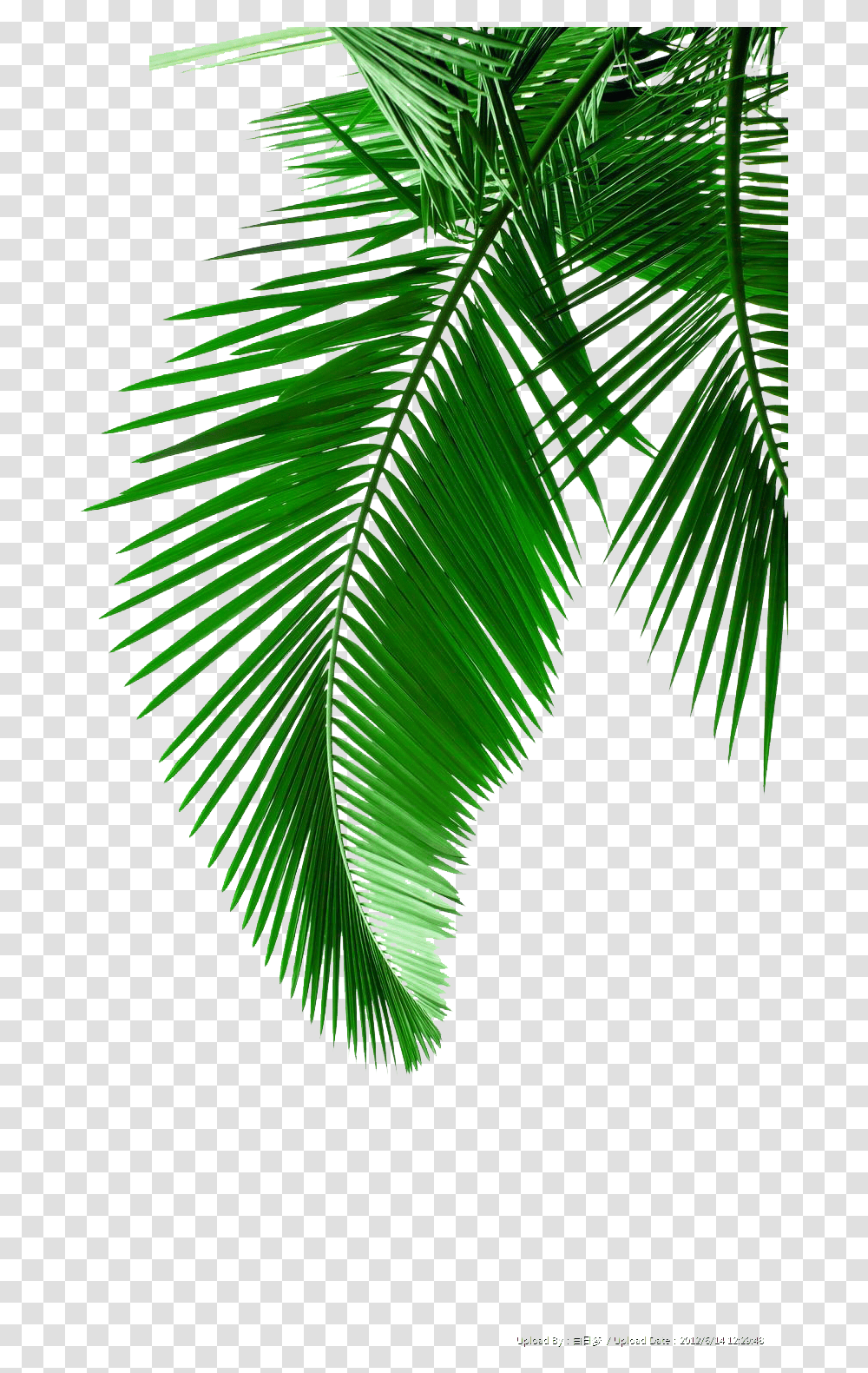 Picture Leaf Leaves Material Arecaceae Palm Green Clipart Coconut Leaf, Plant, Tree, Palm Tree, Fern Transparent Png