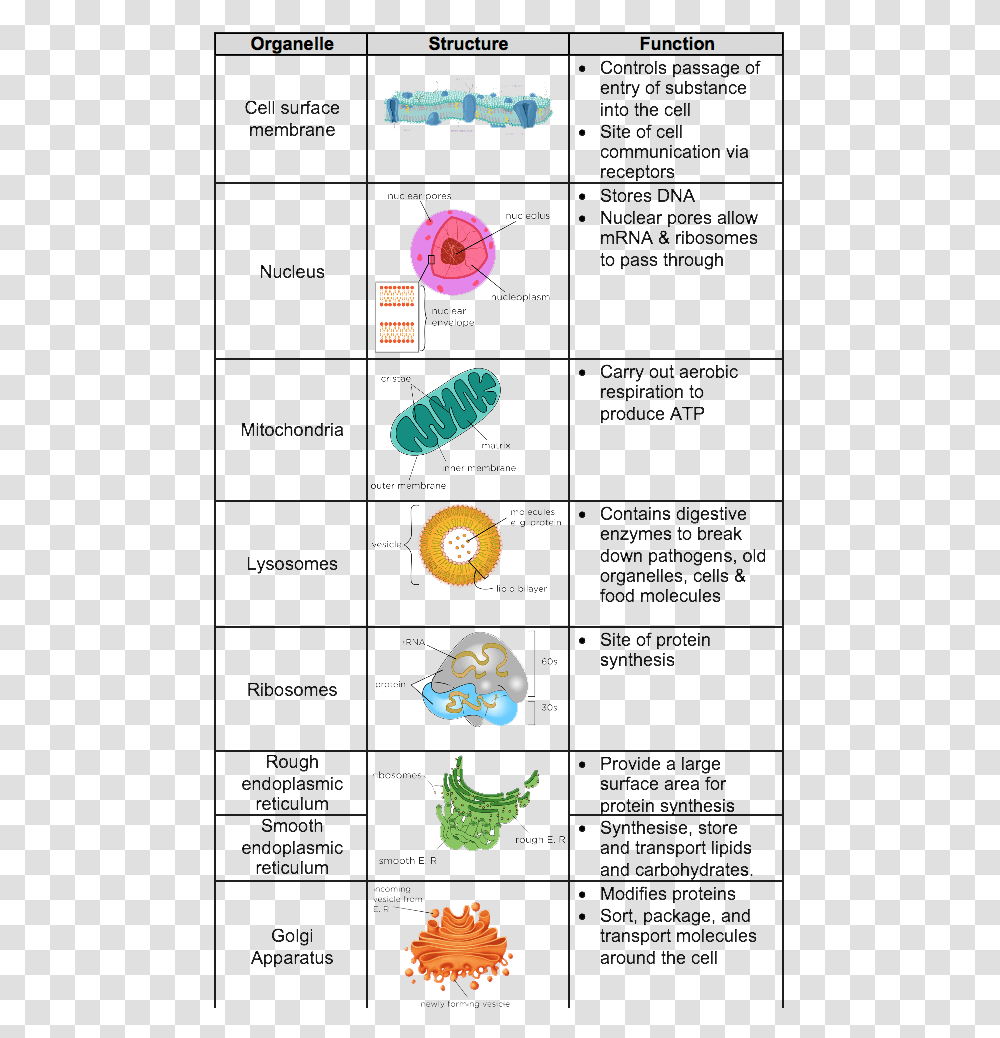 Picture Level Biology Cell Structure, Plot, Label, Menu Transparent Png