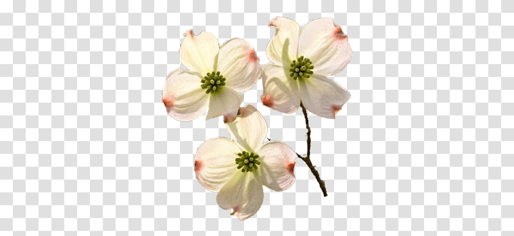 Picture Library Background Flowers Dogwood, Plant, Petal, Blossom, Anther Transparent Png