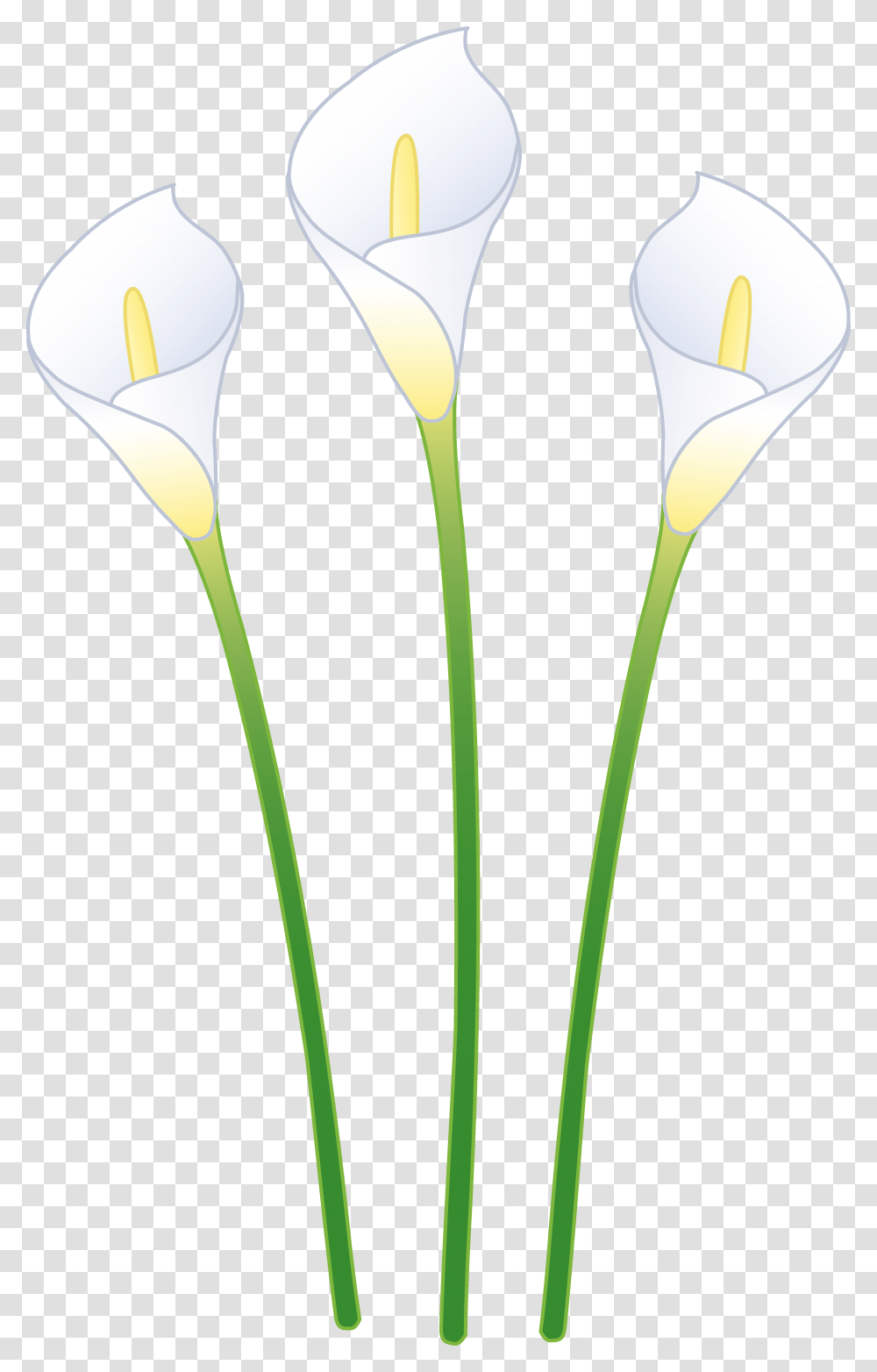 Picture Library Calla Lily Flower Clip Art, Plant, Blossom, Petal, Tulip Transparent Png