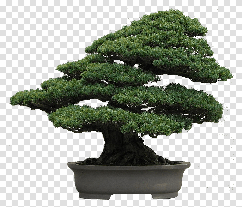 Picture Library Download Bonsai Tree Clipart Japanese White Pine Bonsai, Potted Plant, Vase, Jar, Pottery Transparent Png