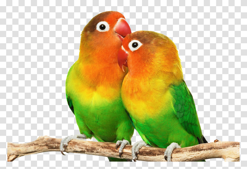 Picture Library Files Love Birds Hd, Animal, Parakeet, Parrot Transparent Png