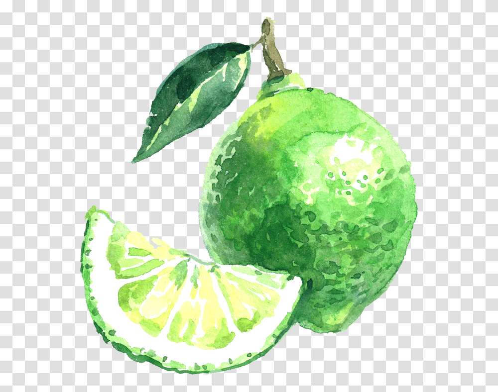 Picture Lime, Plant, Fruit, Food, Citrus Fruit Transparent Png