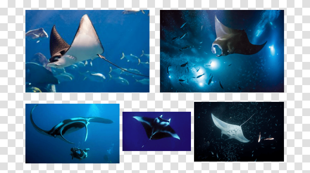Picture Manta Ray, Sea Life, Fish, Animal, Sunglasses Transparent Png