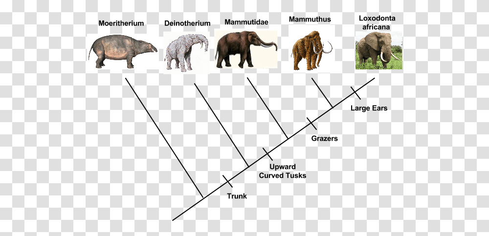 Picture Mastodonte, Animal, Mammal, Wildlife, Elephant Transparent Png