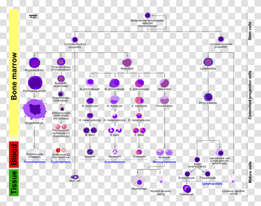 Picture Multipotential Hematopoietic Stem Cell, Bubble, Confetti, Paper, Scoreboard Transparent Png