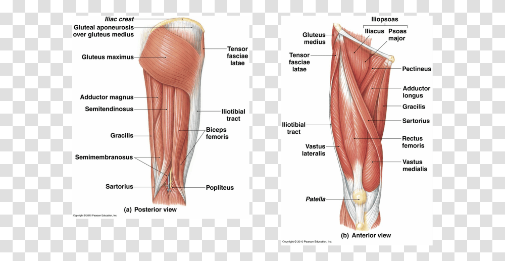 Picture Muscular System Of The Leg, Brush, Tool, Plot, Diagram Transparent Png