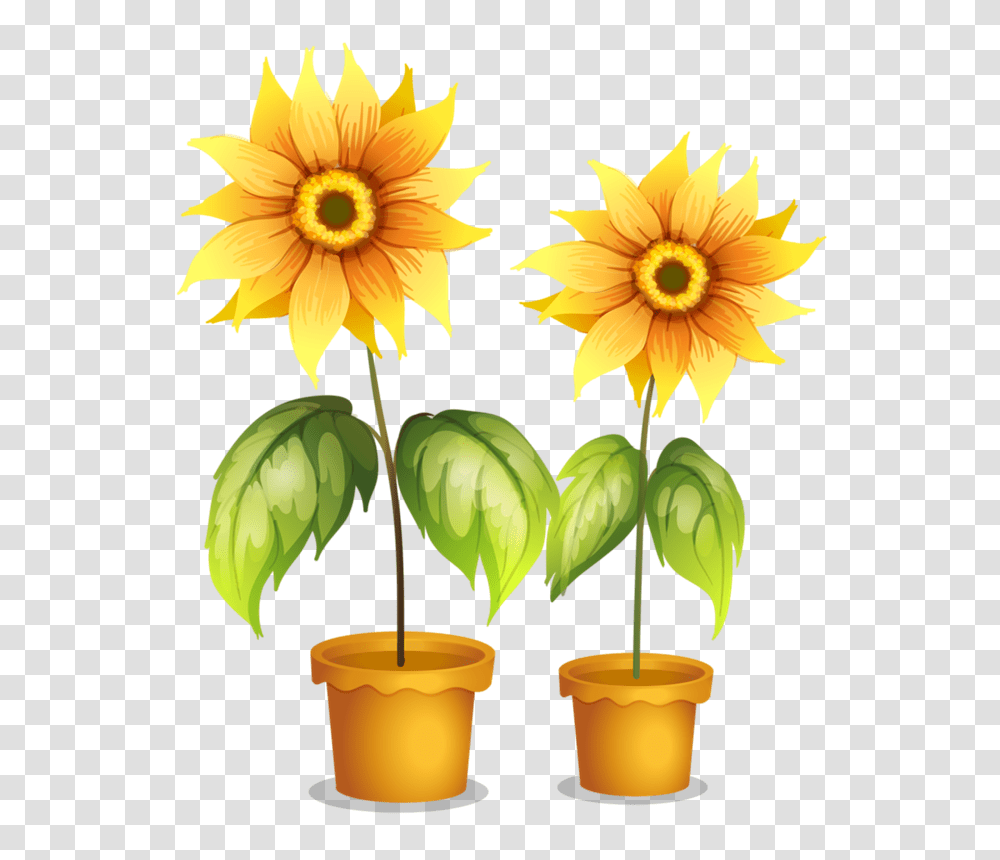Picture My Garden Valley Flowers, Plant, Blossom, Sunflower, Daisy Transparent Png