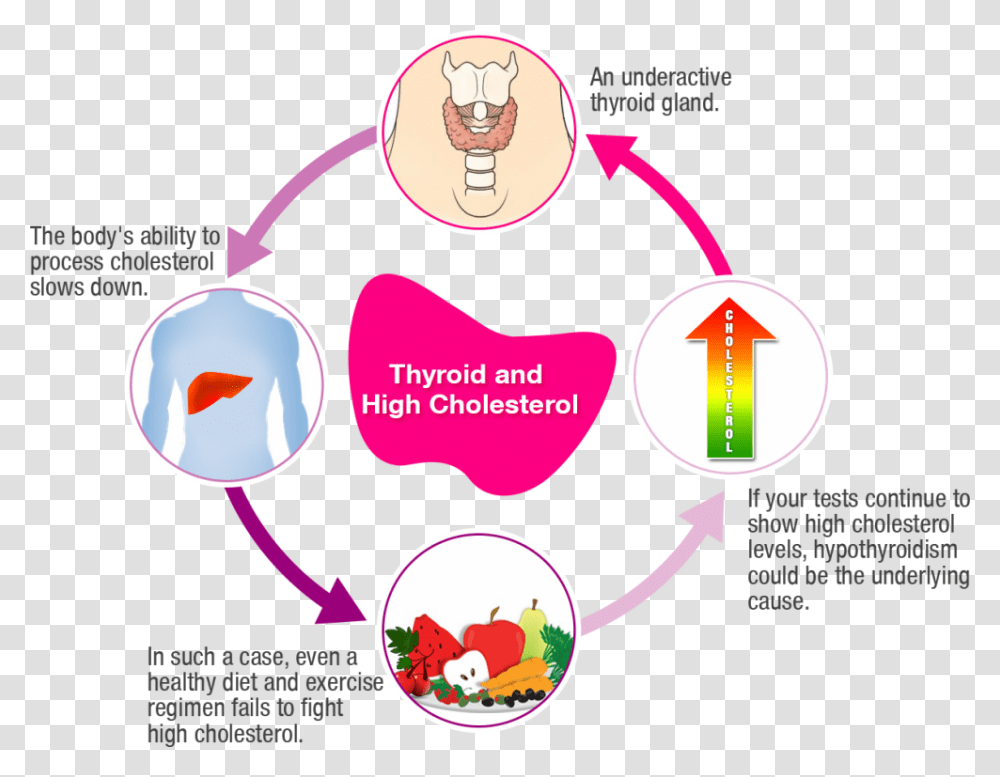 Picture Of A Fat Person, Diagram Transparent Png