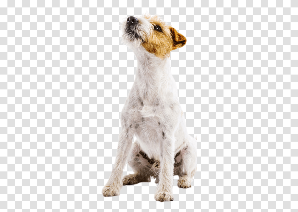 Picture Of A Jack Russel Terrier Looking Up Dog Looking Up, Pet, Canine, Animal, Mammal Transparent Png