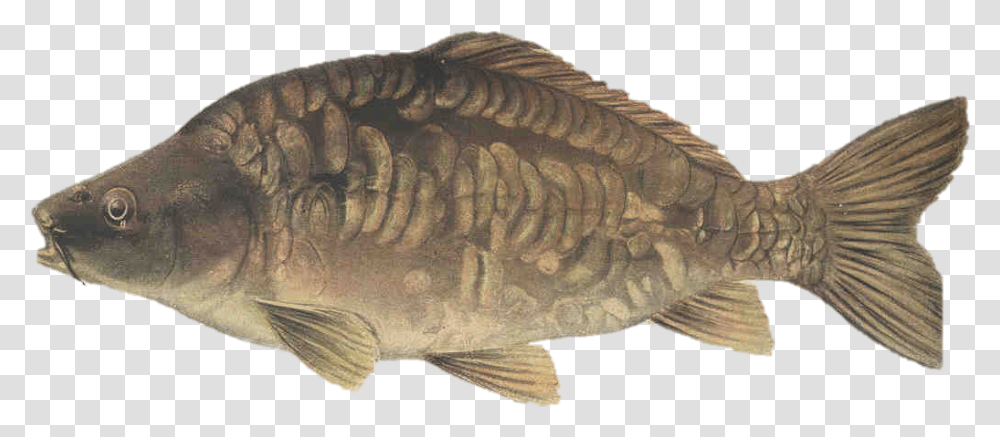 Picture Of A Mirror Carp Common Carp Mirror Carp, Fish, Animal, Perch, Sturgeon Transparent Png
