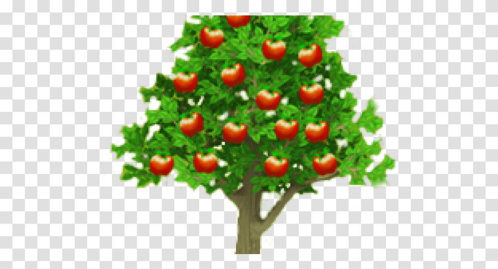 Picture Of Apple Tree Apple Tree, Plant, Leaf, Fruit, Food Transparent Png