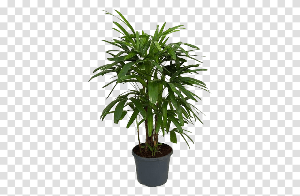 Picture Of Broad Lady Palm Lady Palm, Plant, Tree, Palm Tree, Arecaceae Transparent Png
