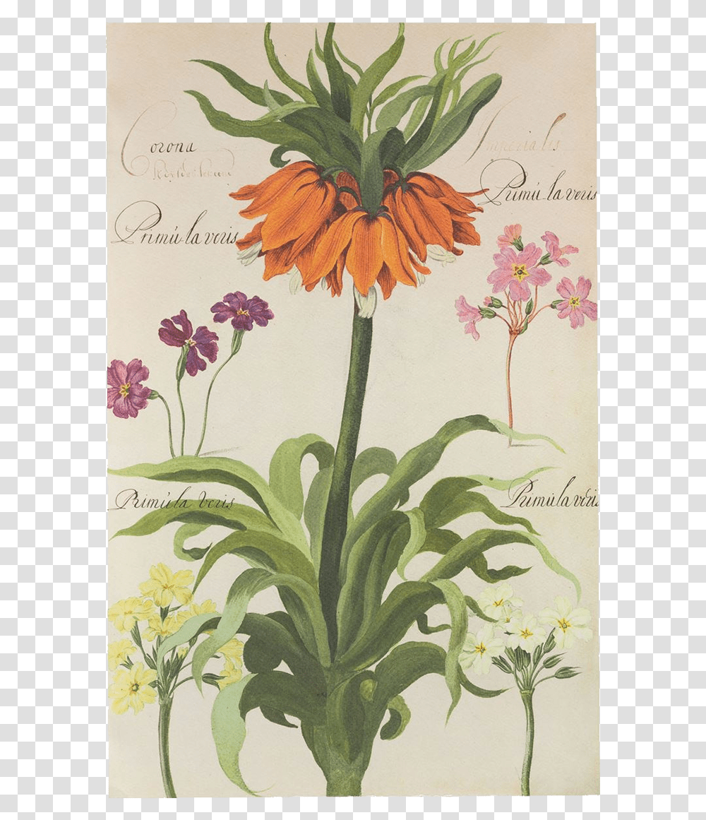 Picture Of Crown Imperial Flower Plates De Geest Crown Imperial Flower, Floral Design, Pattern Transparent Png