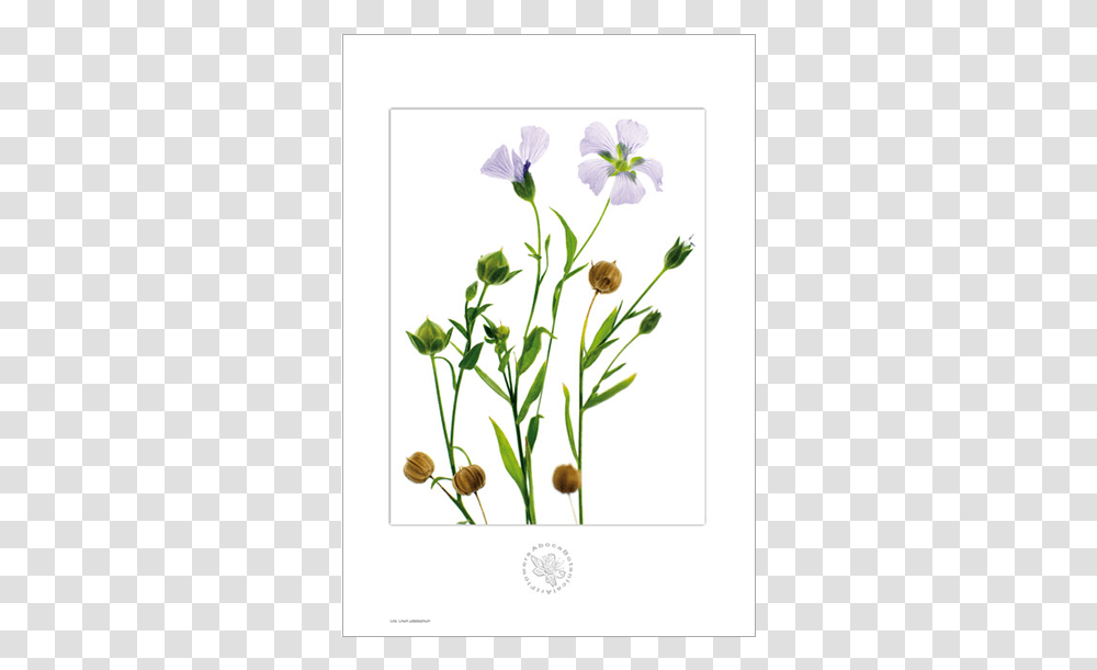 Picture Of Linen Aboca Botanical Art Flower Linen Botanical Art, Plant, Floral Design, Pattern Transparent Png