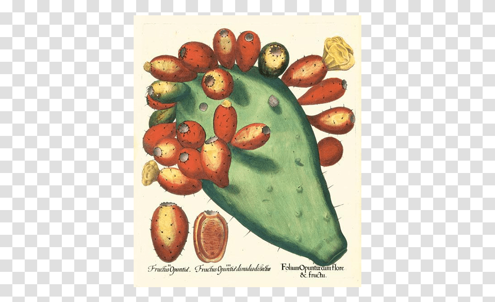 Picture Of Prickly Pear Besler Hortus Eystettensis Basilius Besler The Book Of Plants, Cactus, Fruit, Food Transparent Png