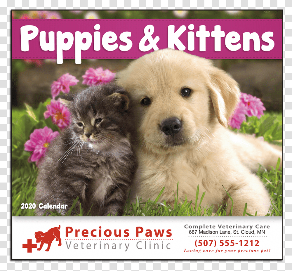 Picture Of Puppies Amp Kittens Wall Calendar Cute Wallpapers Of Animals, Dog, Pet, Canine, Mammal Transparent Png
